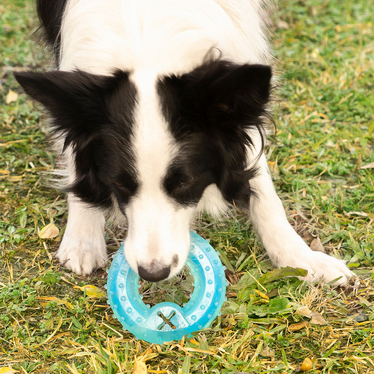 Hund kaut im Garten auf dem blauen Glubiz-Beißring