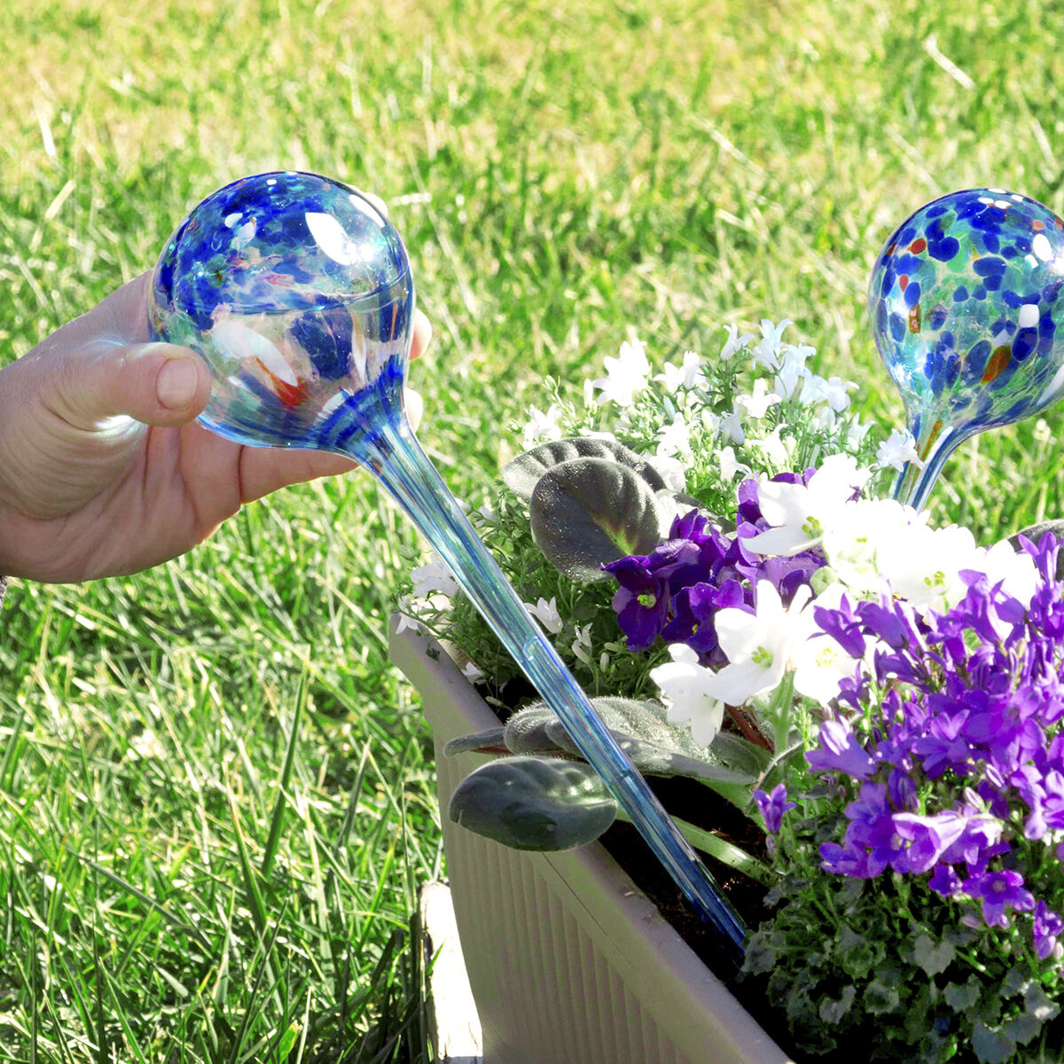 Aqua-Loon-Bewässerungskugel wird in die Erde eines Blumenkastens gesetzt