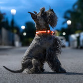 LED-Halsband für Haustiere Petlux – Ben's Pets – Produktansicht 1