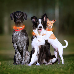 LED-Halsband für Haustiere Petlux – Ben's Pets – Produktansicht 4
