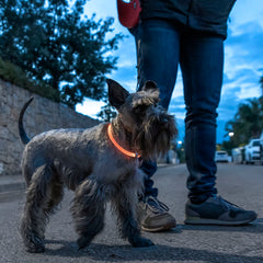 LED-Halsband für Haustiere Petlux – Ben's Pets – Produktansicht 8