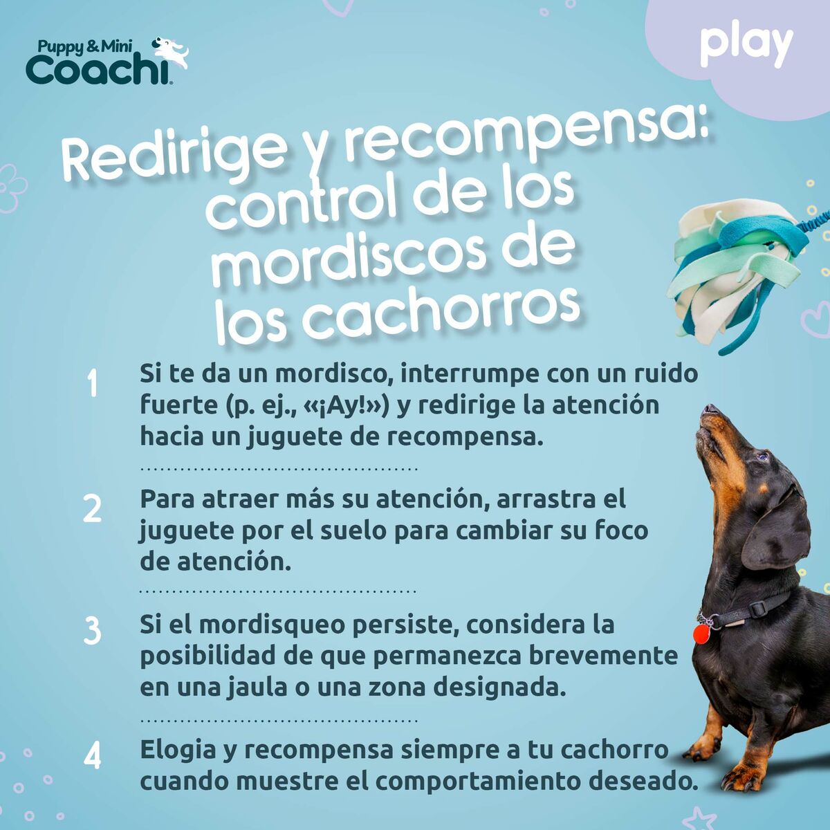 Hundespielzeug Coachi PUPPY & MINI TUGGI SPIDER grün – Ben's Pets – Produktansicht 5