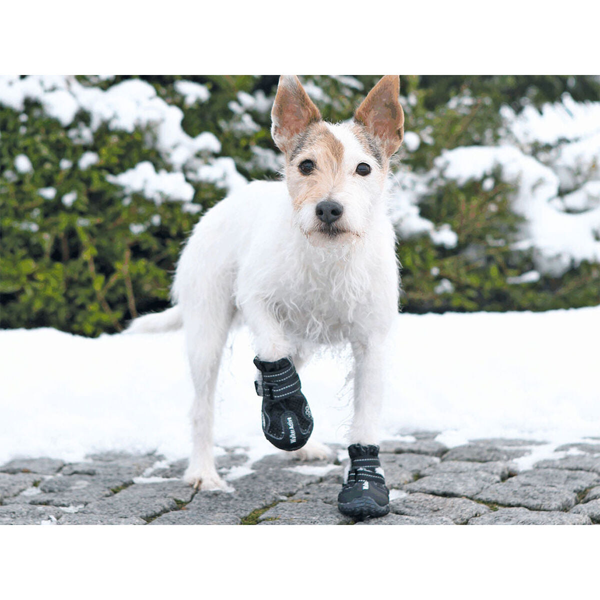 Weißer Hund trägt schwarze Walker-Active-Hundeschuhe auf Pflaster neben Schnee