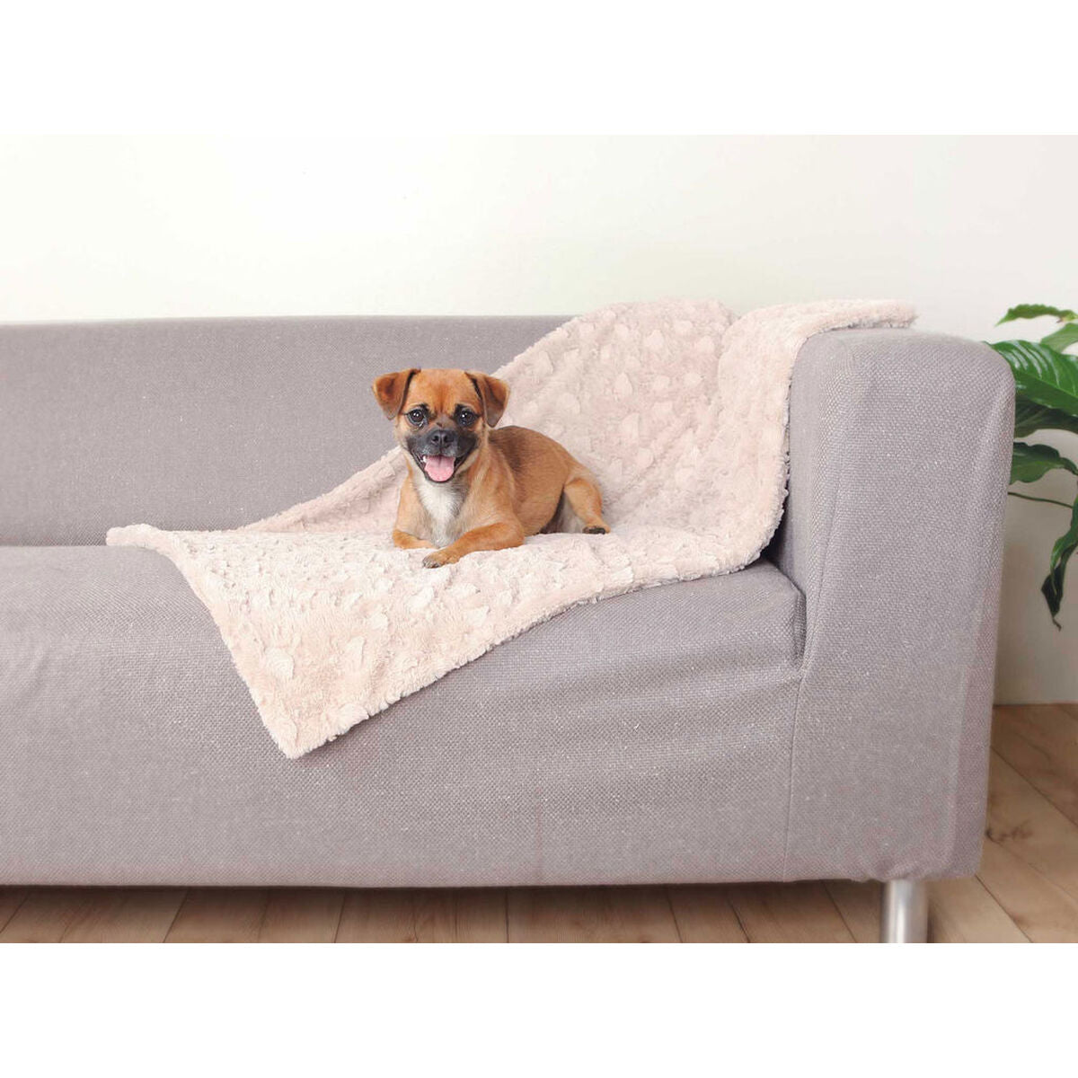 Kleiner Hund auf beiger Cosy-Decke über Sitz und Rücken eines grauen Sofas