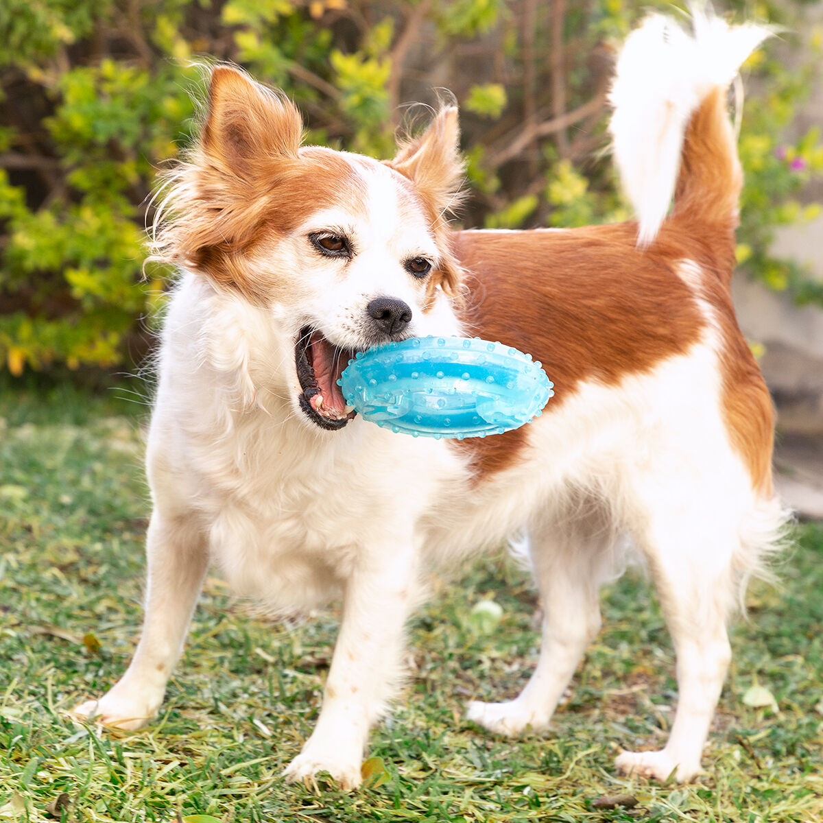 Braun-weißer Hund hält den blauen Glubiz-Beißring im Maul