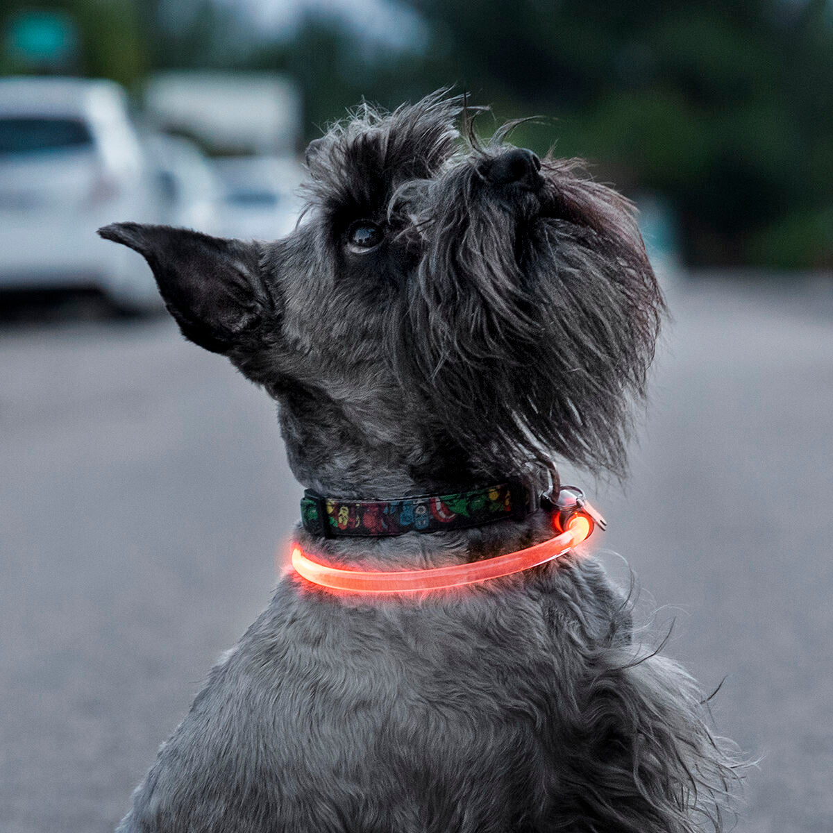 LED-Halsband für Haustiere Petlux – Ben's Pets – Produktansicht 2