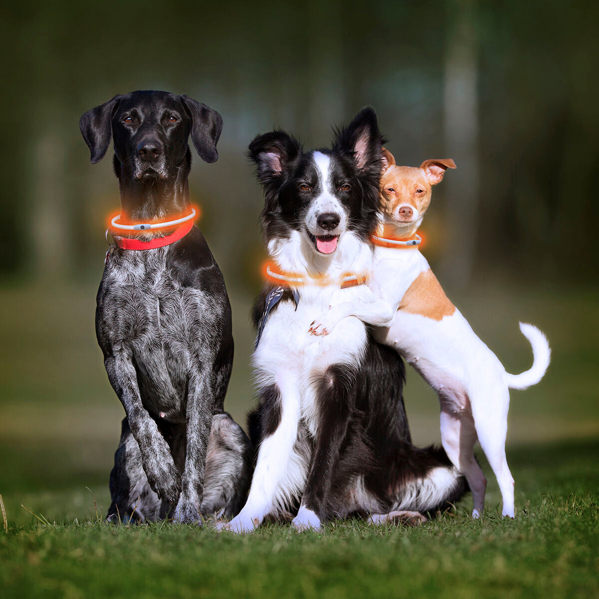 LED-Halsband für Haustiere Petlux – Ben's Pets – Produktansicht 4